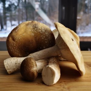 Shiitake grown by Shadojus