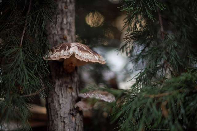 Shiitake (Lentinula edodes) – Fungiperfect